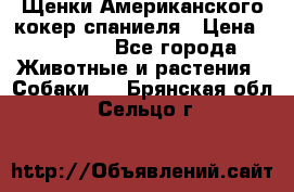 Щенки Американского кокер спаниеля › Цена ­ 15 000 - Все города Животные и растения » Собаки   . Брянская обл.,Сельцо г.